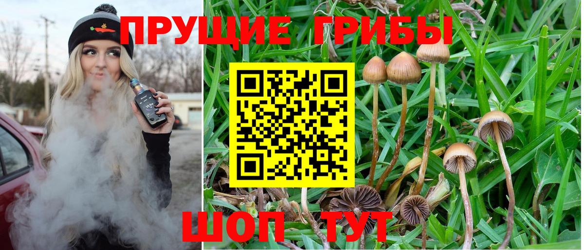 Псилоцибиновые грибы мицелий  Псилоцибиновые грибы Psilocybe  Вход с VPN  Санкт-Петербург 